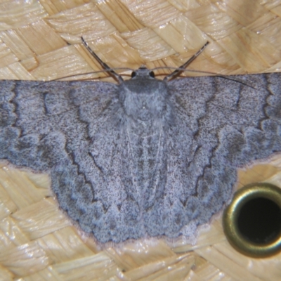 Crypsiphona ocultaria (Red-lined Looper Moth) at Sheldon, QLD - 12 Oct 2007 by PJH123