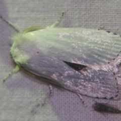 Cryptophasa epadelpha (A Gelechioid moth (Xyloryctidae)) at Sheldon, QLD - 12 Oct 2007 by PJH123