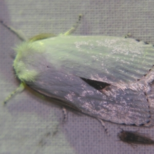 Cryptophasa epadelpha at Sheldon, QLD - suppressed