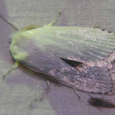 Cryptophasa epadelpha (A Gelechioid moth (Xyloryctidae)) at Sheldon, QLD - 12 Oct 2007 by PJH123