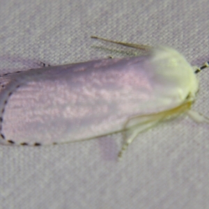 Cryptophasa epadelpha at Sheldon, QLD - suppressed