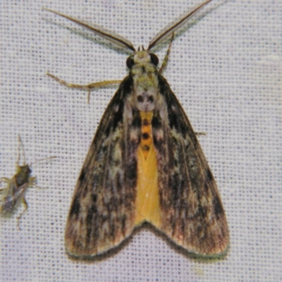 Digama marmorea (An Erebid moth) at Sheldon, QLD - 12 Oct 2007 by PJH123