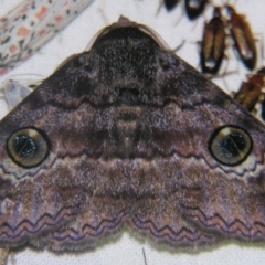 Donuca castalia (An Erebid moth (Catocalini)) at Sheldon, QLD - 12 Oct 2007 by PJH123