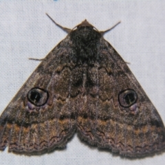 Donuca castalia (An Erebid moth (Catocalini)) at Sheldon, QLD - 12 Oct 2007 by PJH123