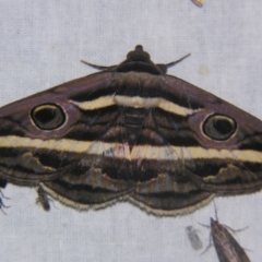 Donuca rubropicta (White Banded Noctuid Moth) at Sheldon, QLD - 12 Oct 2007 by PJH123