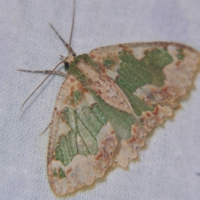 Eucyclodes pieroides (Wattle Bizarre Looper) at Sheldon, QLD - 12 Oct 2007 by PJH123