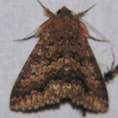 Eudesmeola lawsoni (Lawson's Night Moth) at Sheldon, QLD - 13 Oct 2007 by PJH123