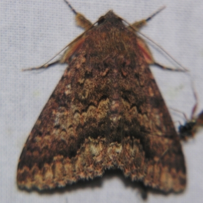 Eudesmeola lawsoni (Lawson's Night Moth) at Sheldon, QLD - 13 Oct 2007 by PJH123