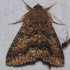 Eudesmeola lawsoni (Lawson's Night Moth) at Sheldon, QLD - 12 Oct 2007 by PJH123