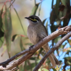 Caligavis chrysops (Yellow-faced Honeyeater) at Bombay, NSW - 28 Oct 2023 by MatthewFrawley