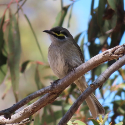 Caligavis chrysops (Yellow-faced Honeyeater) at Bombay, NSW - 28 Oct 2023 by MatthewFrawley