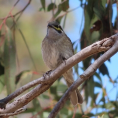 Caligavis chrysops at Bombay, NSW - 28 Oct 2023 02:36 PM