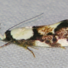 Eulechria lunata (A Concealer Moth (Eulechria group)) at Sheldon, QLD - 12 Oct 2007 by PJH123