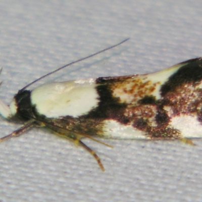 Eulechria lunata (A Concealer Moth (Eulechria group)) at Sheldon, QLD - 12 Oct 2007 by PJH123