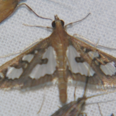 Glyphodes microta (A Crambid moth) at Sheldon, QLD - 12 Oct 2007 by PJH123