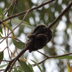 Perga sp. (genus) (Sawfly or Spitfire) at Dunlop, ACT - 28 Oct 2023 by LD12