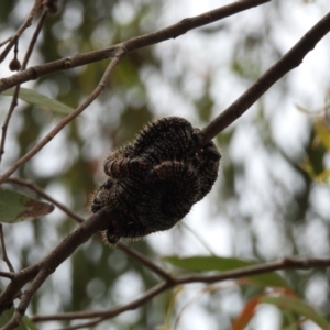 Perga sp. (genus) at Dunlop, ACT - 28 Oct 2023