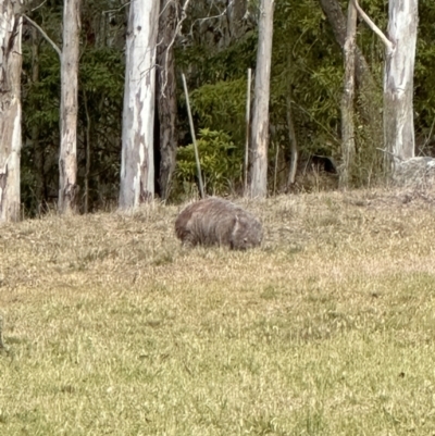 Vombatus ursinus (Common wombat, Bare-nosed Wombat) at Kangaroo Valley, NSW - 28 Oct 2023 by lbradleyKV