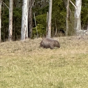 Vombatus ursinus at Kangaroo Valley, NSW - suppressed