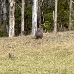 Vombatus ursinus at Kangaroo Valley, NSW - suppressed