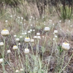 Leucochrysum albicans subsp. tricolor (Hoary Sunray) at Wandiyali-Environa Conservation Area - 18 Oct 2023 by Wandiyali