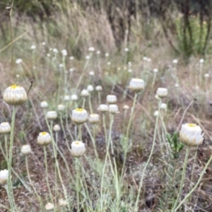 Leucochrysum albicans subsp. tricolor at Googong, NSW - 19 Oct 2023