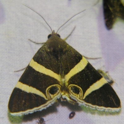 Grammodes ocellata (Large-eyed Box-Owlet) at Sheldon, QLD - 12 Oct 2007 by PJH123