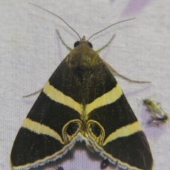 Grammodes ocellata at Sheldon, QLD - suppressed