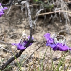 Swainsona sericea (Silky Swainson-Pea) at Googong, NSW - 19 Oct 2023 by Wandiyali