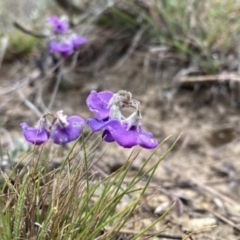 Swainsona sericea at Googong, NSW - 19 Oct 2023