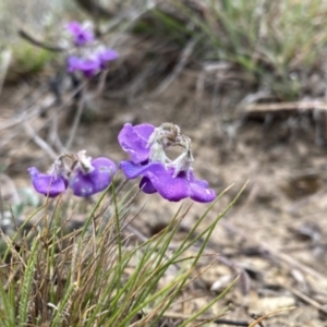 Swainsona sericea at Googong, NSW - 19 Oct 2023