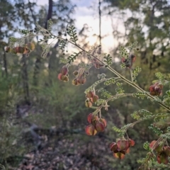 Dodonaea pinnata (Hopbush) at Blue Mountains National Park - 28 Oct 2023 by Csteele4