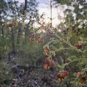 Dodonaea pinnata at Mulgoa, NSW - 28 Oct 2023 06:31 PM