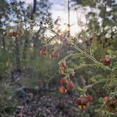 Dodonaea pinnata (Hopbush) at Mulgoa, NSW - 28 Oct 2023 by Csteele4