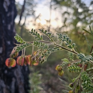 Dodonaea pinnata at Mulgoa, NSW - 28 Oct 2023 06:31 PM