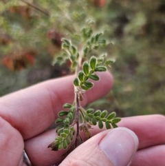 Dodonaea pinnata at Mulgoa, NSW - 28 Oct 2023