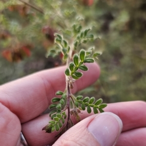 Dodonaea pinnata at Mulgoa, NSW - 28 Oct 2023 06:31 PM