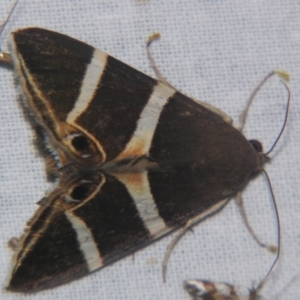 Grammodes oculicola at Sheldon, QLD - suppressed