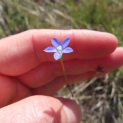 Wahlenbergia multicaulis (Tadgell's Bluebell) at QPRC LGA - 28 Oct 2023 by MatthewFrawley