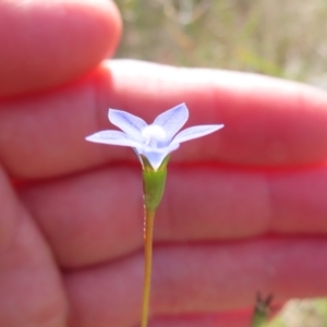 Wahlenbergia multicaulis at Bombay, NSW - 28 Oct 2023