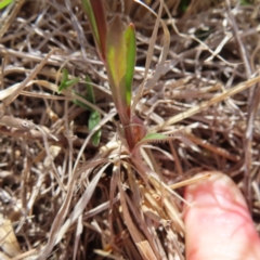 Wahlenbergia multicaulis at Bombay, NSW - 28 Oct 2023