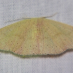 Unidentified Geometer moth (Geometridae) at Sheldon, QLD - 12 Oct 2007 by PJH123