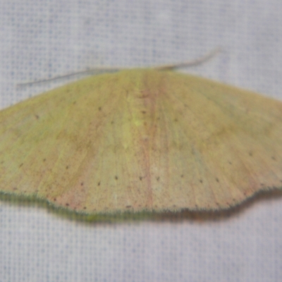 Unverified Geometer moth (Geometridae) by PJH123