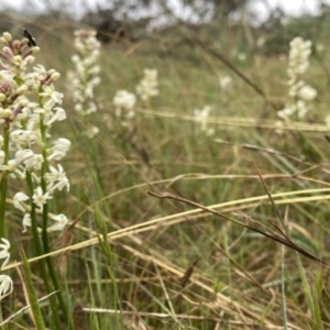 Stackhousia monogyna at Googong, NSW - suppressed