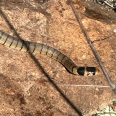 Pseudonaja textilis (Eastern Brown Snake) at Wandiyali-Environa Conservation Area - 17 Oct 2023 by Wandiyali