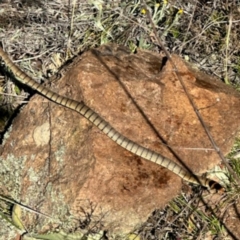 Pseudonaja textilis at Environa, NSW - 18 Oct 2023