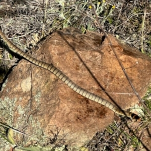 Pseudonaja textilis at Environa, NSW - 18 Oct 2023