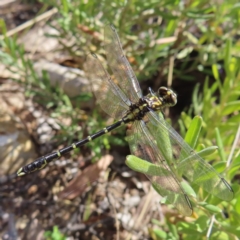 Hemigomphus gouldii (Southern Vicetail) at Bombay, NSW - 28 Oct 2023 by MatthewFrawley