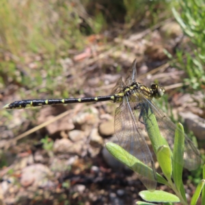 Hemigomphus gouldii at QPRC LGA - 28 Oct 2023