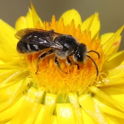 Unidentified Bee (Hymenoptera, Apiformes) at Bandiana, VIC - 27 Oct 2023 by KylieWaldon